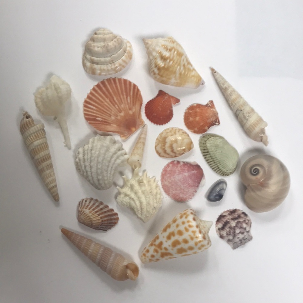 Collection of sea shells